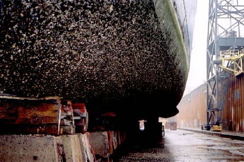 mussels_port_side.jpg